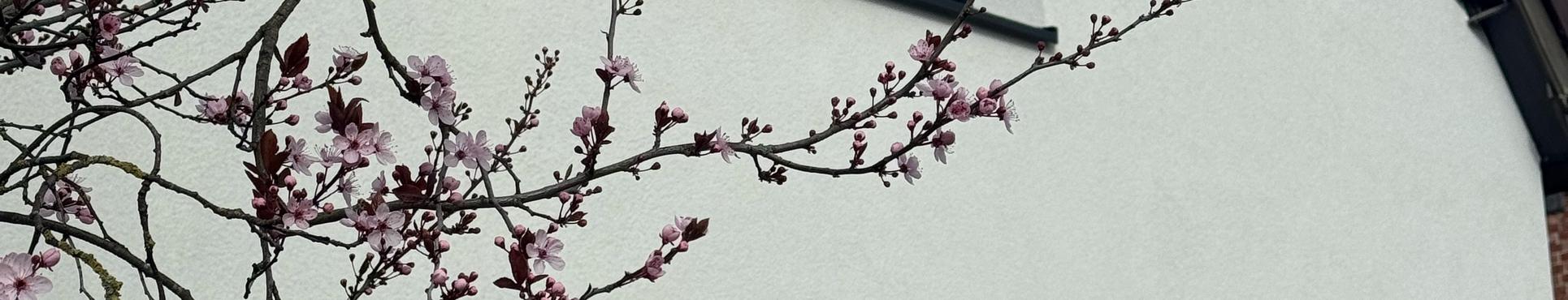 Nettoyage des façades et des toitures